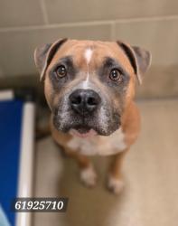 Shelter Stray Male Dog last seen Near McLaw Dr, Newport News, VA, 5843 Jefferson Ave, Newport News, VA 23605, USA