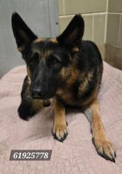 Shelter Stray Male Dog last seen Near Crossland Court, Newport News, VA, 5843 Jefferson Ave, Newport News, VA 23605, USA