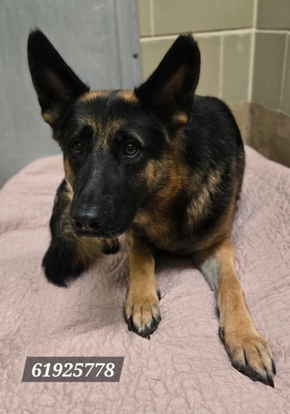 Shelter Stray Male Dog last seen Near Crossland Court, Newport News, VA, 5843 Jefferson Ave, Newport News, VA 23605, USA
