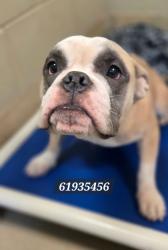 Shelter Stray Male Dog last seen Near Lena Circle, Hampton, VA, 5843 Jefferson Ave, Newport News, VA 23605, USA
