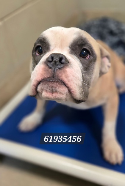 Shelter Stray Male Dog last seen Near Lena Circle, Hampton, VA, 5843 Jefferson Ave, Newport News, VA 23605, USA