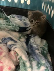 Shelter Stray Unknown Cat last seen , Caddo Parish, LA, 1500 Monty St, Shreveport, LA 71107, USA