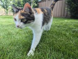 Reunited Female Cat last seen Highland 19th ward, Highland, UT 84003