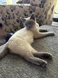Found/Stray Unknown Cat last seen Near n. Rutan, Wichita, KS 67208