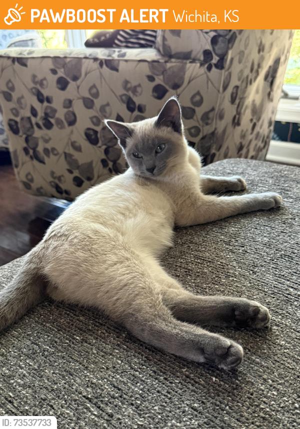 Found/Stray Unknown Cat last seen Near n. Rutan, Wichita, KS 67208