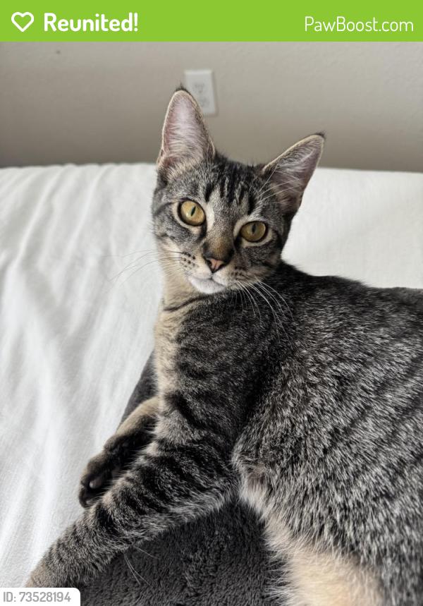 Reunited Male Cat last seen Skylar Meadows Ct and Andorra Pt Trace, Richmond, TX 77407