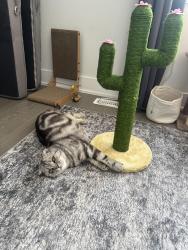 Lost Male Cat last seen Bob gapp and sikura circle, Aurora, ON L4G 3Y9