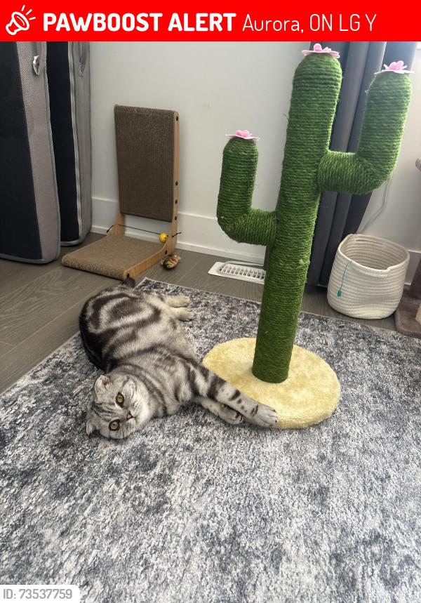 Lost Male Cat last seen Bob gapp and sikura circle, Aurora, ON L4G 3Y9