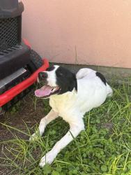 Found/Stray Male Dog last seen Near S 25th Street, Hidalgo, TX, Hidalgo, TX 78557
