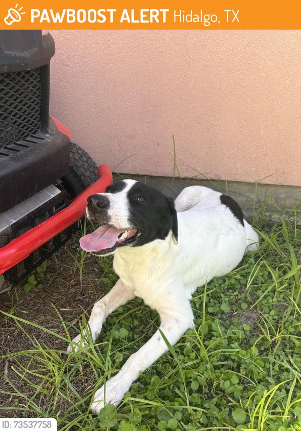 Found/Stray Male Dog last seen Near S 25th Street, Hidalgo, TX, Hidalgo, TX 78557