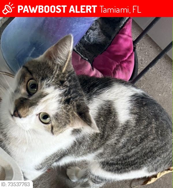 Lost Male Cat last seen Missing male cat 119ave and 34th st, Tamiami, FL 33175