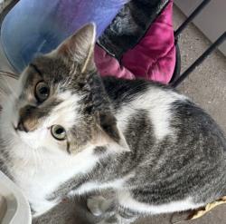 Lost Male Cat last seen Missing male cat 119ave and 34th st, Tamiami, FL 33175