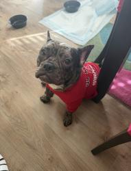 Lost Female Dog last seen Starbucks, Castle Hayne, NC 28429