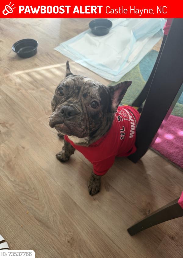 Lost Female Dog last seen Starbucks, Castle Hayne, NC 28429