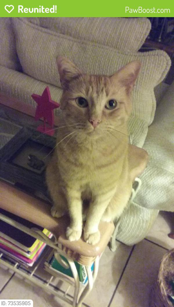 Reunited Male Cat last seen Bamboo Ct, Orlando, FL 32811, USA, Orlando, FL 32811