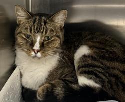 Shelter Stray Female Cat last seen 89th and Fenton St, Westminster, CO, 80031, 580 McIntyre St, Golden, CO 80401, USA