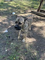 Shelter Stray Male Dog last seen Near Medford Drive, AUSTIN, TX, 78723, 7201 Levander Loop bldg a, Austin, TX 78702, USA