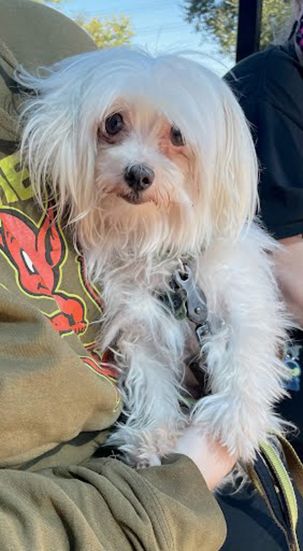Shelter Stray Unknown Dog last seen piney point and pine ridge, AUSTIN, TX, 78729, 7201 Levander Loop bldg a, Austin, TX 78702, USA