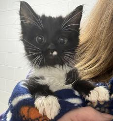 Shelter Stray Male Cat last seen Near N Morton Drive, SALT LAKE CITY, UT, 84116, 511 W 3900 S, Salt Lake City, UT 84123, USA