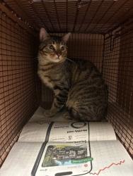 Shelter Stray Male Cat last seen Near Balcones Club Drive, AUSTIN, TX, 78750, 7201 Levander Loop bldg a, Austin, TX 78702, USA