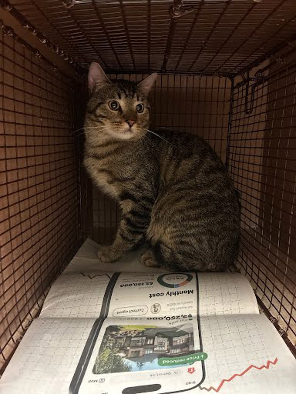 Shelter Stray Male Cat last seen Near Balcones Club Drive, AUSTIN, TX, 78750, 7201 Levander Loop bldg a, Austin, TX 78702, USA
