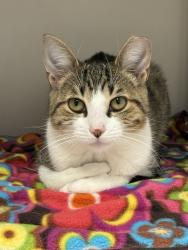 Shelter Stray Female Cat last seen Near N Grant Street, SALT LAKE CITY, UT, 84116, 511 W 3900 S, Salt Lake City, UT 84123, USA