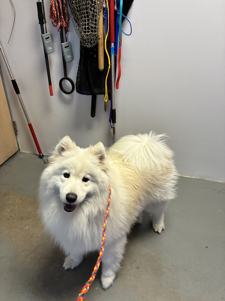 Shelter Stray Female Dog last seen Near W Winchester Street, MURRAY CITY, UT, 84107, 511 W 3900 S, Salt Lake City, UT 84123, USA