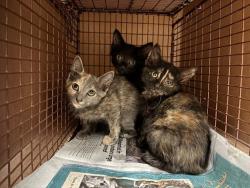 Shelter Stray Female Cat last seen Near Diwa Cove, DEL VALLE, TX, 78617, 7201 Levander Loop bldg a, Austin, TX 78702, USA