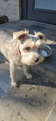 Reunited Female Dog last seen Kaiser Dr, Austin TX, Austin, TX 78748