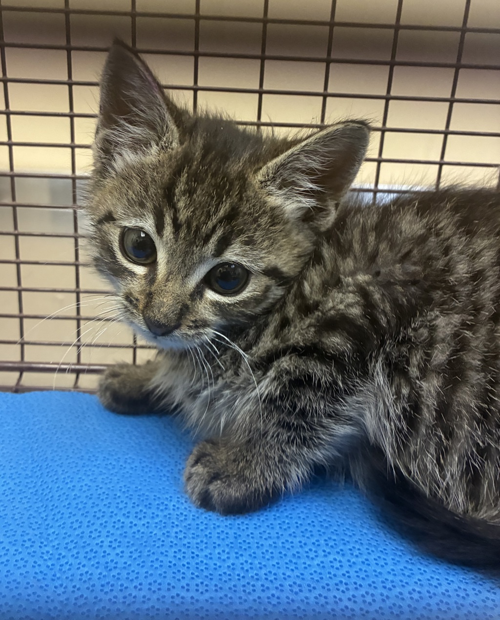 Shelter Stray Male Cat last seen 2nd & Perry, WA, 6815 E Trent Ave, Spokane, WA 99212, USA