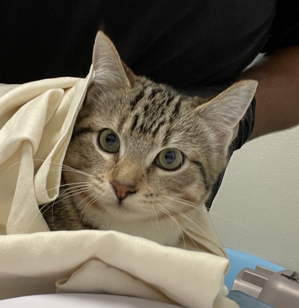 Shelter Stray Female Cat last seen Near Guy Street, San Diego, CA, 92103, 5500 Gaines St, San Diego, CA 92110, USA
