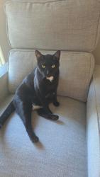 Reunited Male Cat last seen Gateway and Quantum Lakes, Boynton Beach, FL 33426