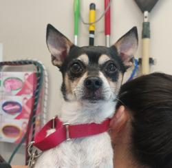 Shelter Stray Male Dog last seen La Jolla Parkway, San Diego, CA, 92037, El Cajon, CA 92020, USA