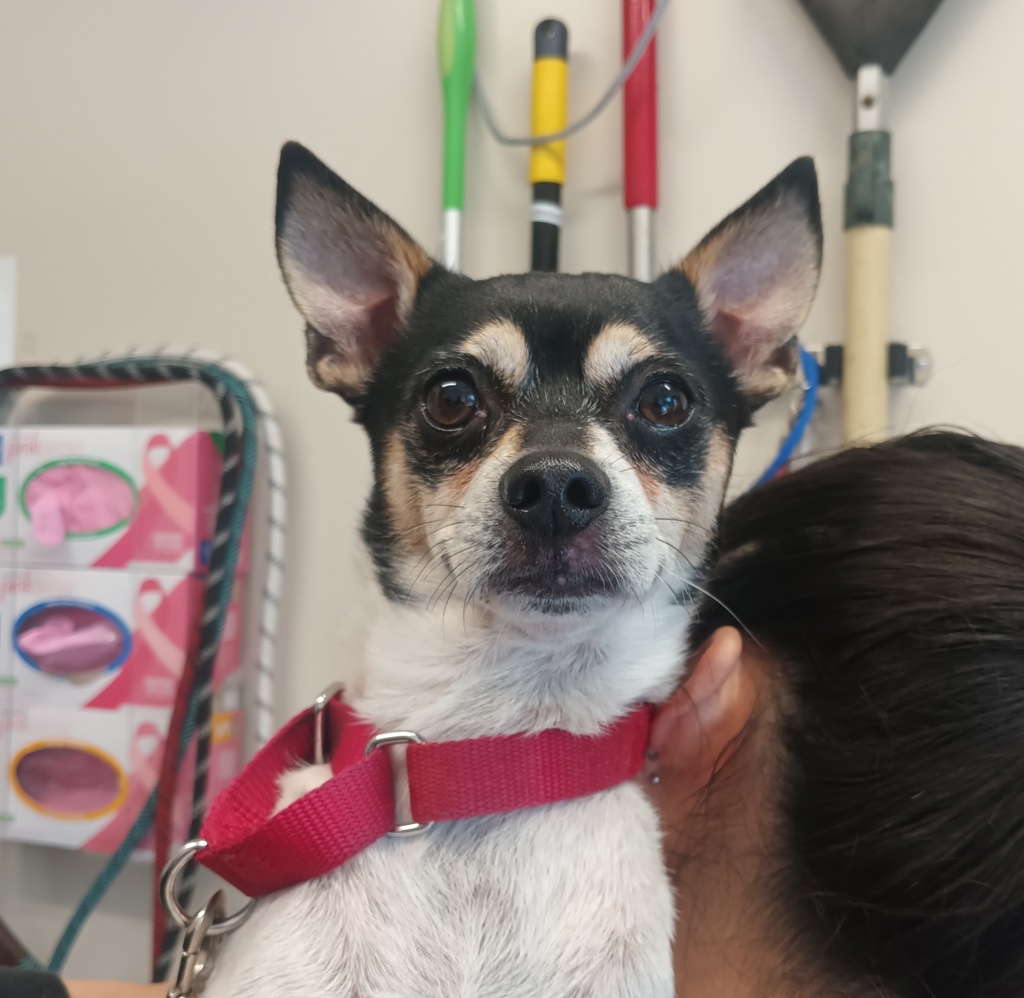 Shelter Stray Male Dog last seen La Jolla Parkway, San Diego, CA, 92037, El Cajon, CA 92020, USA