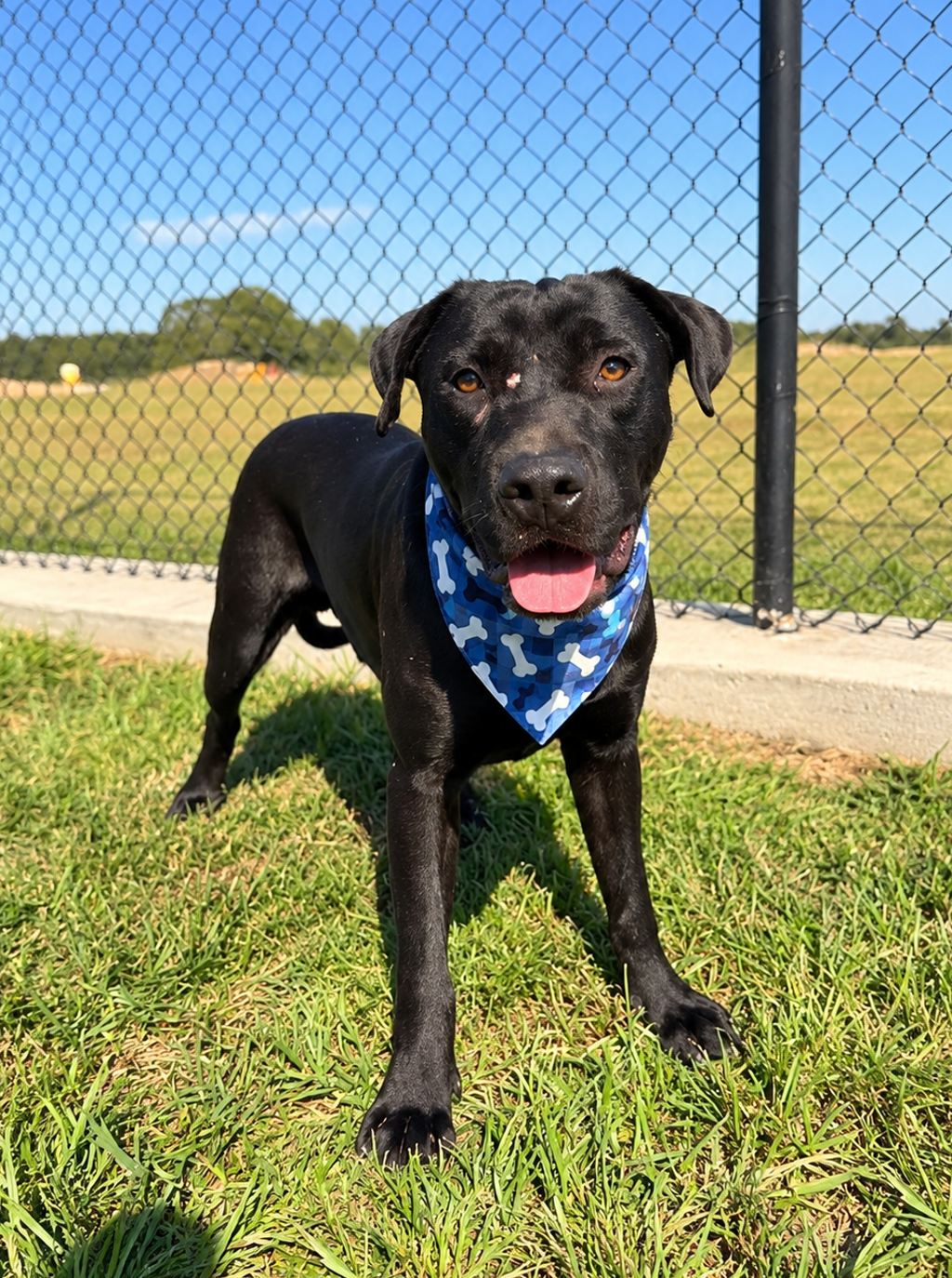 Shelter Stray Male Dog last seen Near Petunia Loop, LAFAYETTE, LA, 70506, 410 Dugas Rd, Lafayette, LA 70507, USA