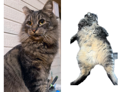 Lost Female Cat last seen Magliocco Drive, San Jose, CA 95128