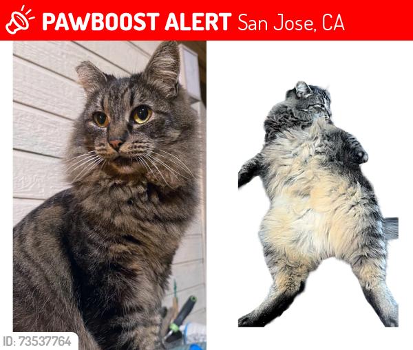 Lost Female Cat last seen Magliocco Drive, San Jose, CA 95128