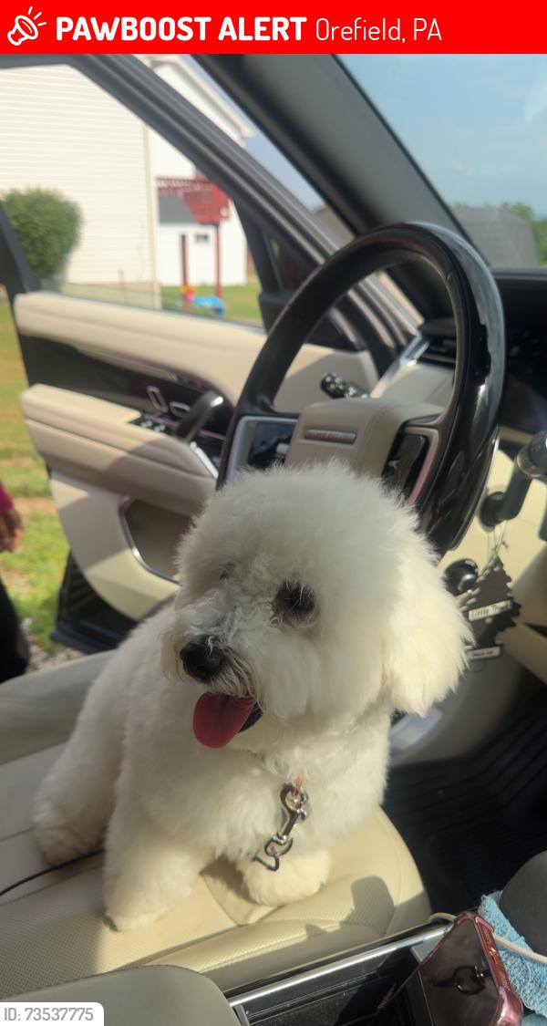 Lost Male Dog last seen Near overlook rd orefield pa 18069, Orefield, PA 18069