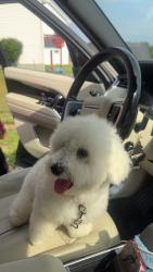 Lost Male Dog last seen Near overlook rd orefield pa 18069, Orefield, PA 18069