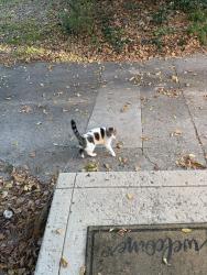 Found/Stray Unknown Cat last seen Near Riga alley, Columbus, OH 43201