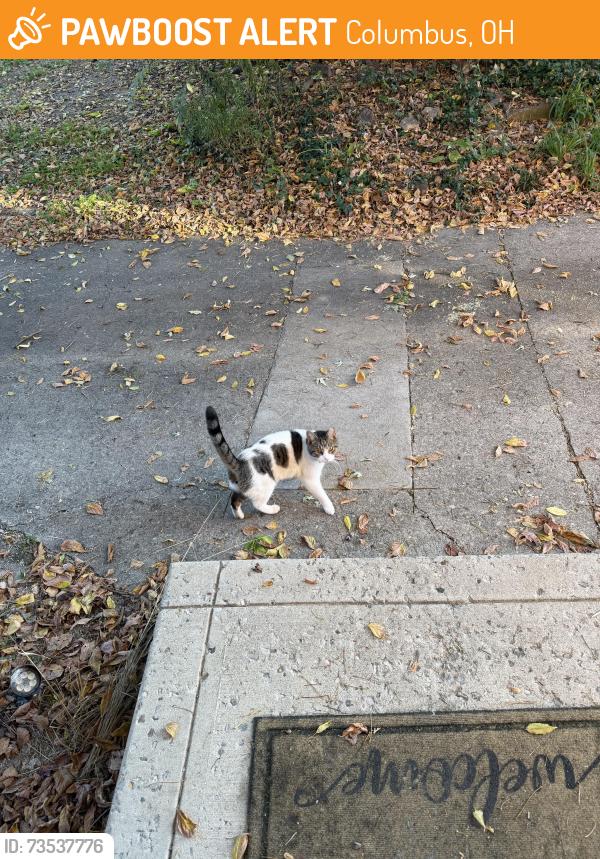 Found/Stray Unknown Cat last seen Near Riga alley, Columbus, OH 43201