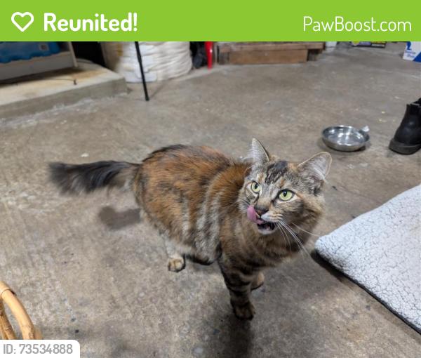 Reunited Unknown Cat last seen Near physical impact gym, Longview, WA 98632