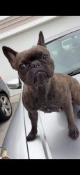 Lost Female Dog last seen Starbucks, Castle Hayne, NC 28429