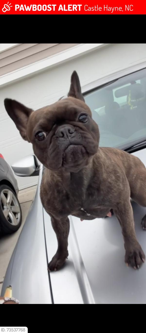 Lost Female Dog last seen Starbucks, Castle Hayne, NC 28429