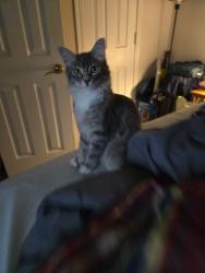 Reunited Female Cat last seen Red coat and Musket, Arlington, TX 76002