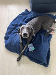 Reunited Female Dog last seen Near way stop, Miami, FL 33155