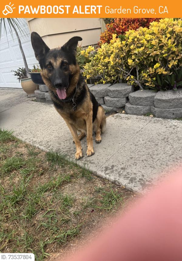 Found/Stray Male Dog last seen Ward, Garden Grove, CA 92843