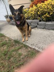 Found/Stray Male Dog last seen Ward, Garden Grove, CA 92843
