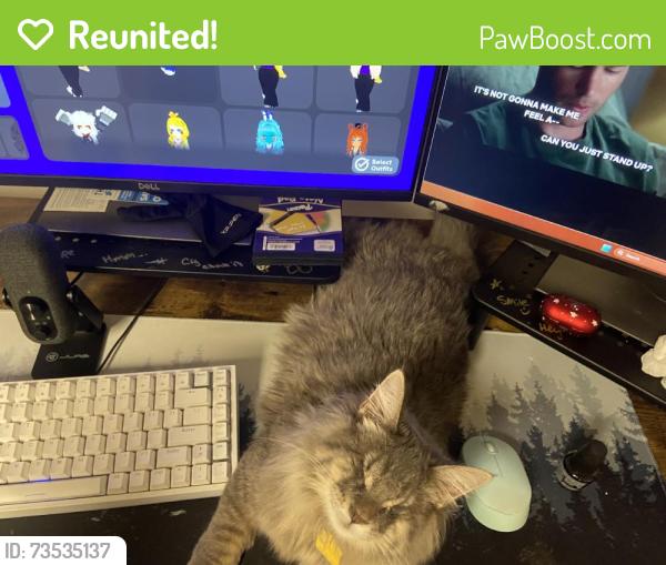 Reunited Female Cat last seen Near W Monterey Way, Phoenix, AZ 85017, USA, Phoenix, AZ 85017