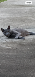 Lost Female Cat last seen Quail run 72 bypass rock hill sc, Rock Hill, SC 29730